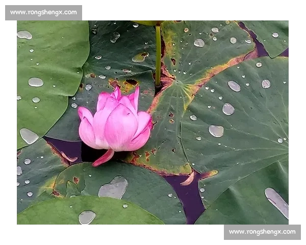 高清畅享意甲直播盛宴感受绿茵激情见证豪门巅峰对决 - 副本 (2) - 副本 - 副本 - 副本 - 副本
